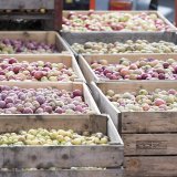 Les fruits sont de très bonne qualité cette année et particulièrement sucrés grâce à la chaleur de l'été. KEYSTONE/URS FLUEELER